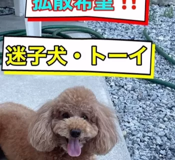 友人より❗️迷子犬の連絡ありました❗️